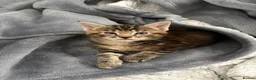 Mixed Breed cats for sale: Maine Coon X kitten - Oxfordshire - Advert 4
