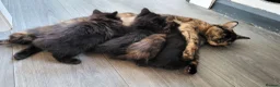 Mixed Breed cats for sale: Mixed breed kittens - Advert 17