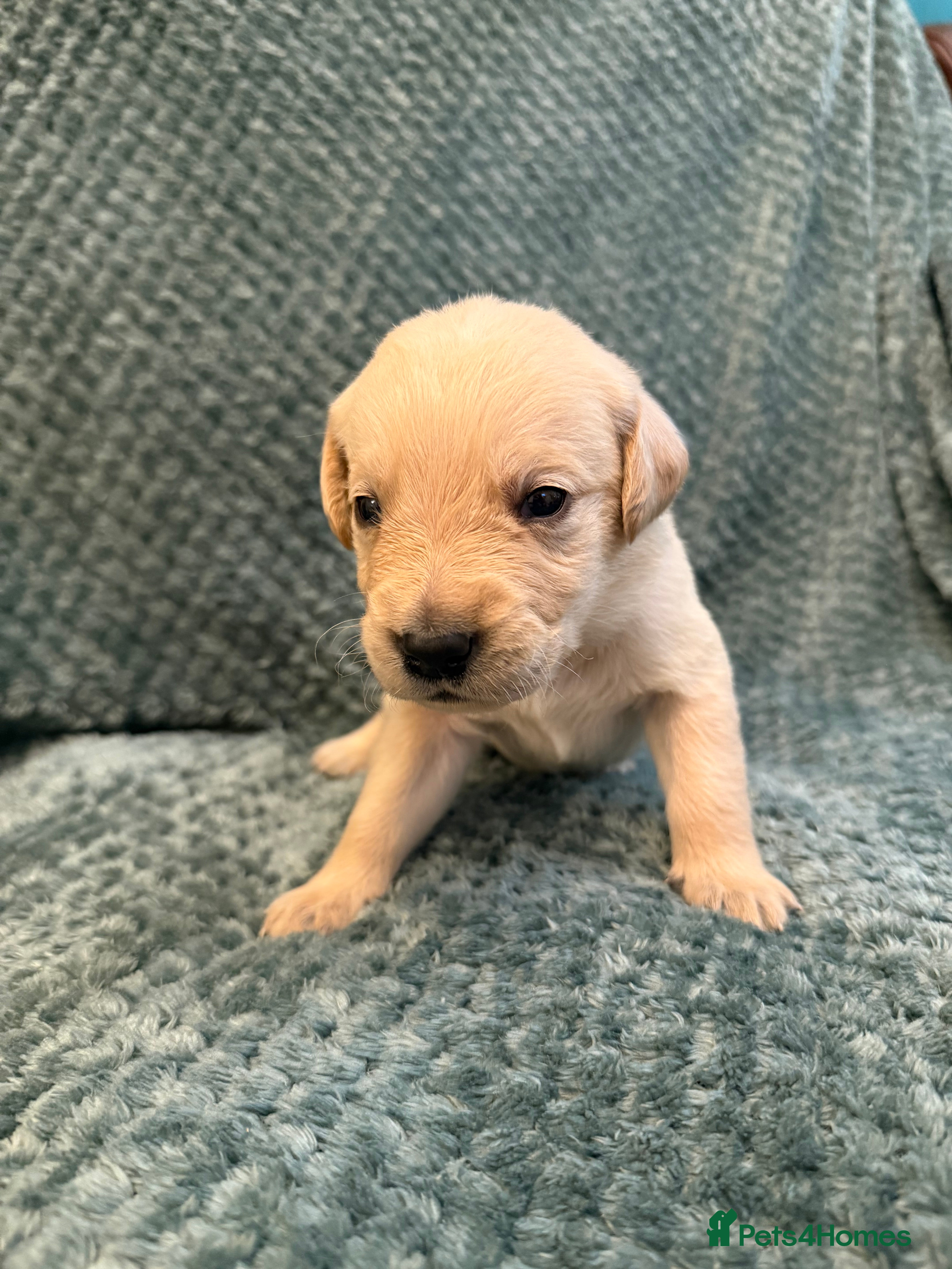 Goldador dogs 8 beautiful golden retriever x foxred lab puppies  - Advert 1