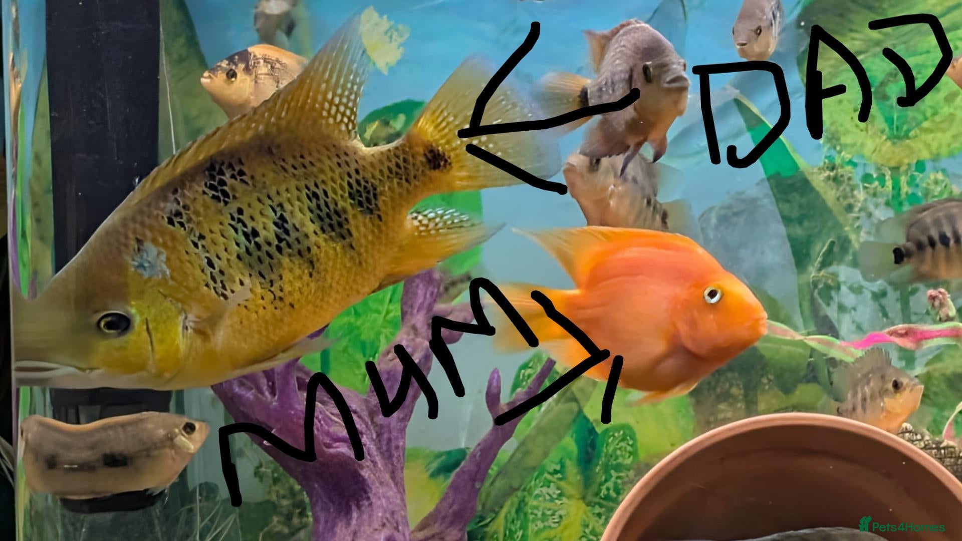 Cichlids fish for sale: Rare Bocourti X Red Parrot Hybrid juvenile  - Advert 13