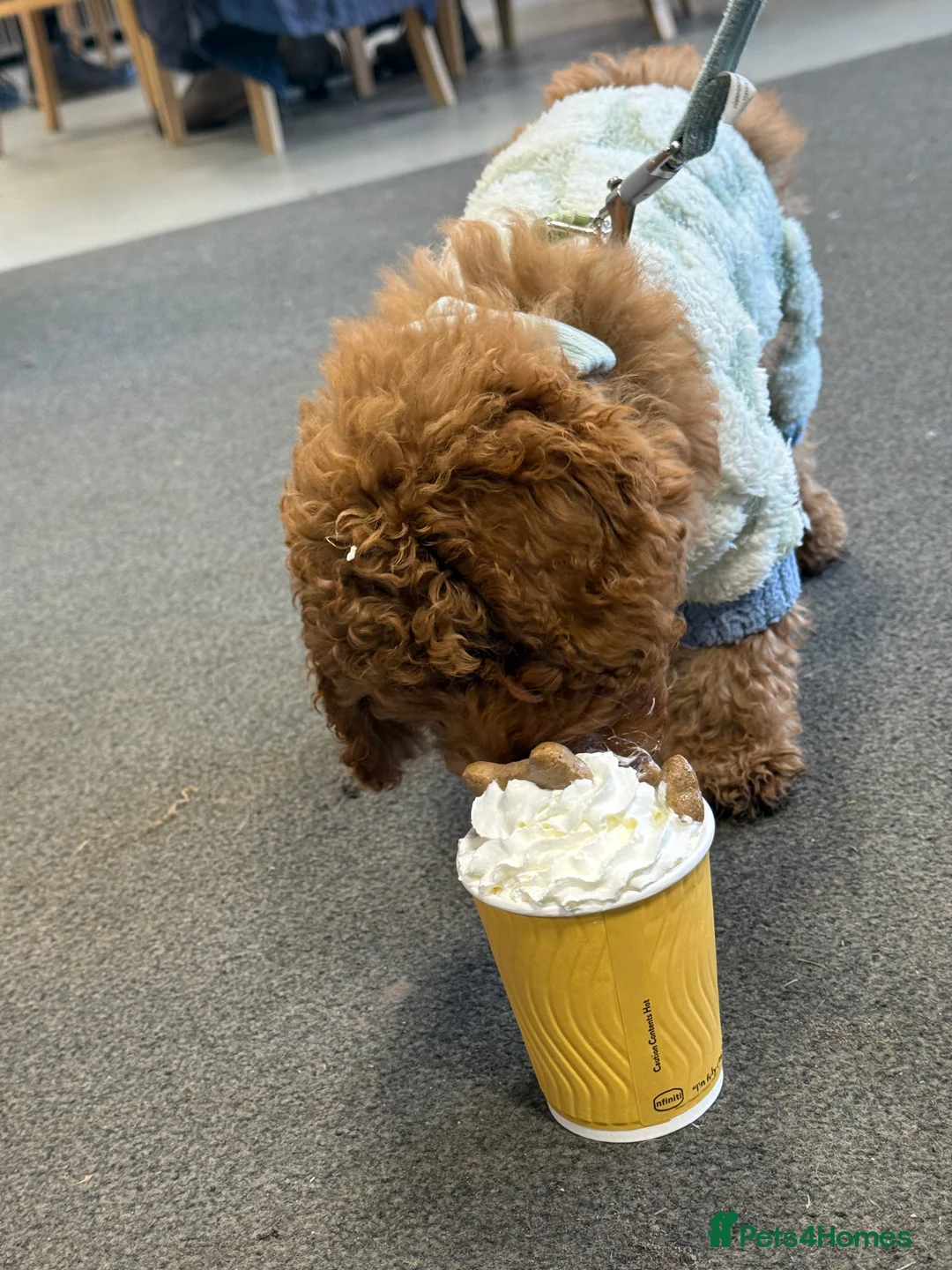 Toy Poodle dogs for sale: Toy Poodle 14 Weeks Old - Advert 2