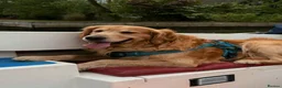 Golden Retriever dogs for sale: 🧸 Litter Announcement - Pedigree KC Puppies 🧸 - Advert 8