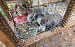 French Lop rabbits for sale: Giant french lops  - Image 3