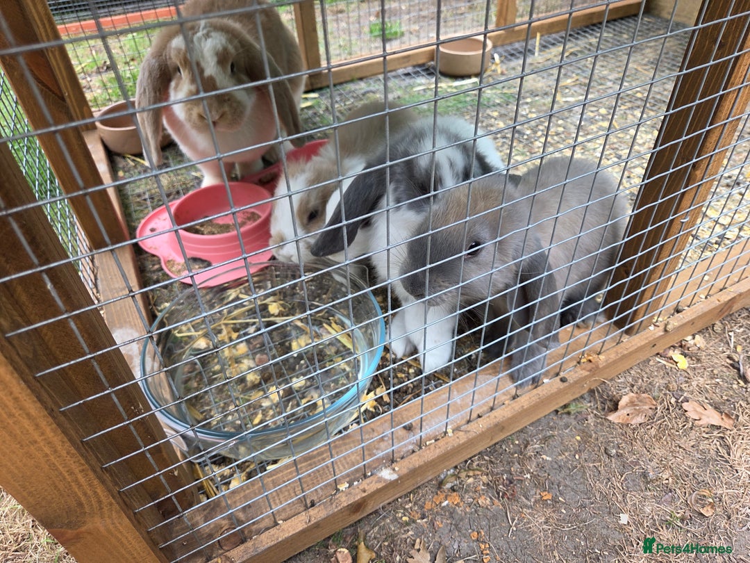 French Lop rabbits for sale: Giant french lops  - Image 3