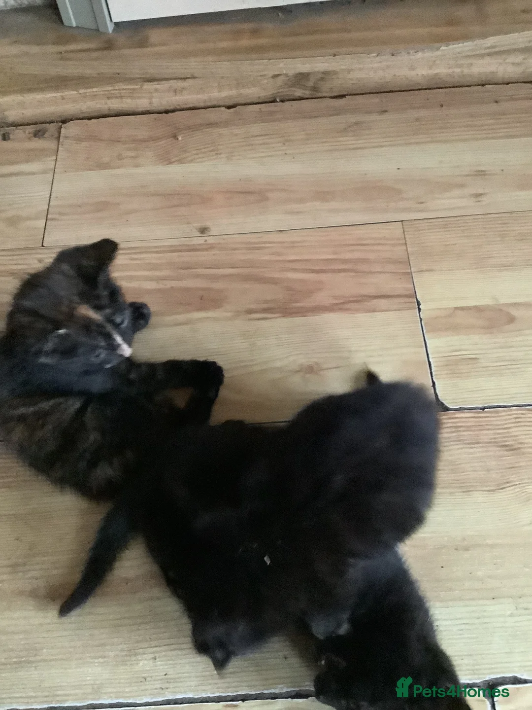 Mixed Breed cats for sale: Beautiful kittens - Advert 4