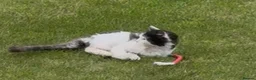 Mixed Breed cats for sale: Rescue cats- kittens and adults 🧡 - Advert 7