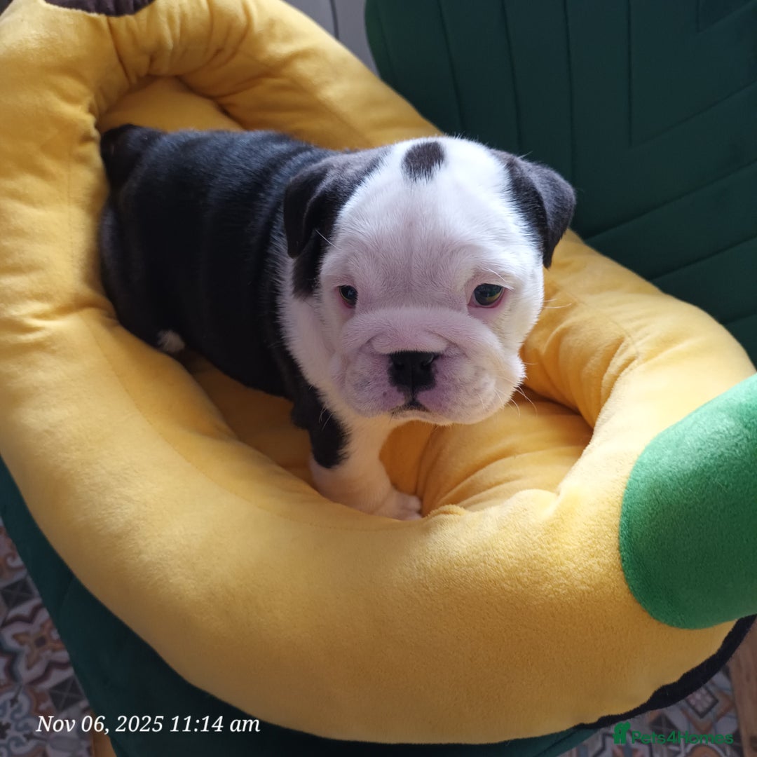 English Bulldog dogs for sale: Beautiful English buldog awaiting for new parents - Image 11