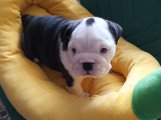 English Bulldog dogs Beautiful English buldog awaiting for new parents - Advert 6