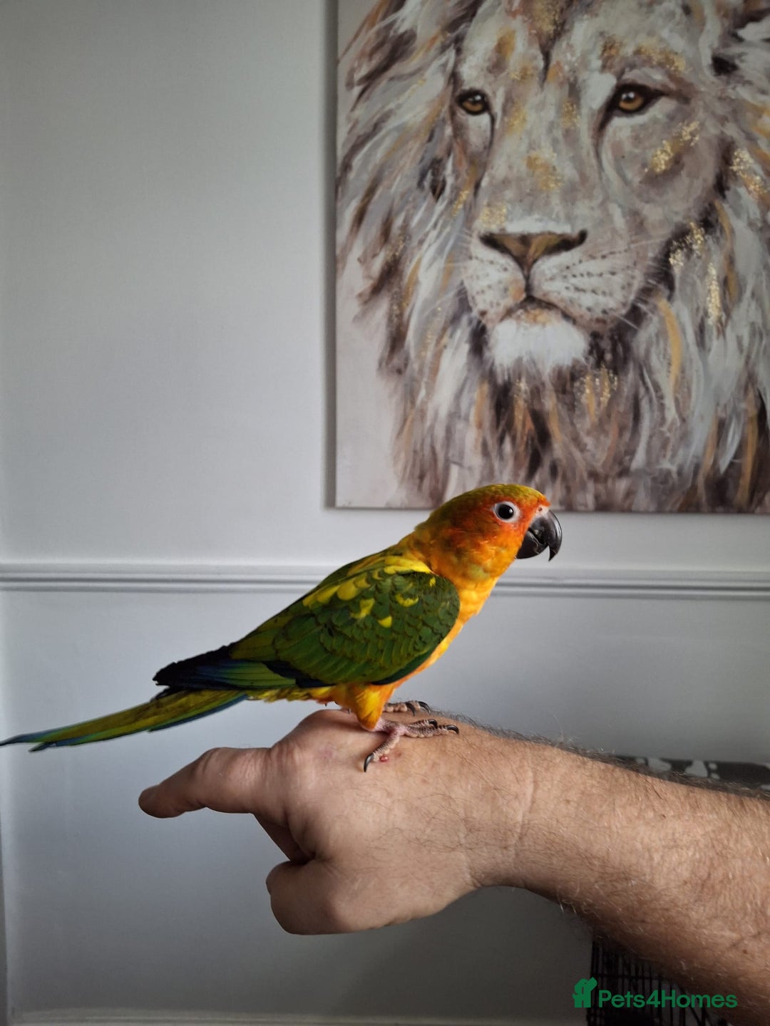 Conures birds for sale: Mango Conure - Advert 4
