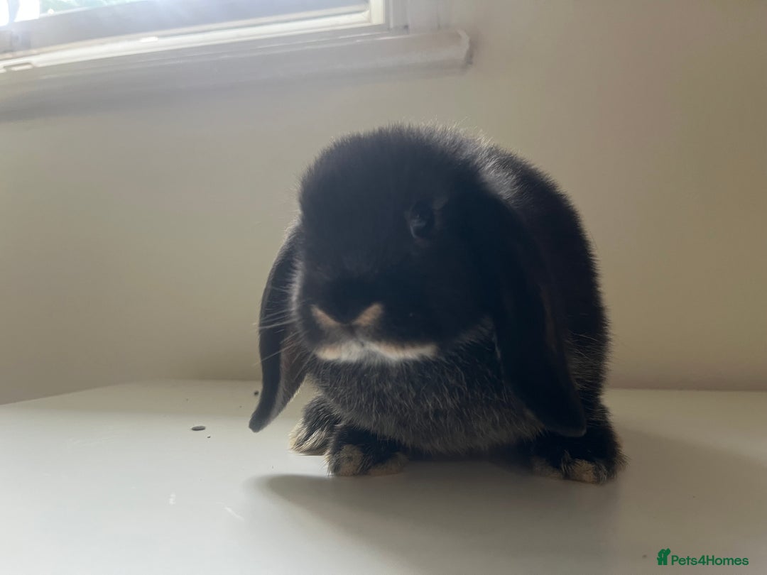 Mini Lop rabbits for sale: Mini lops available  - Advert 26