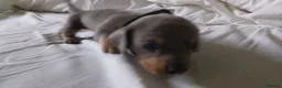 Dachshund dogs for sale: Ms Donna Carnie - Advert 2
