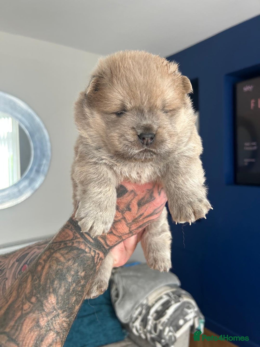 Chow Chow dogs for stud: Sire JIMMY , rainbow producer . in Gloucester - Advert 11