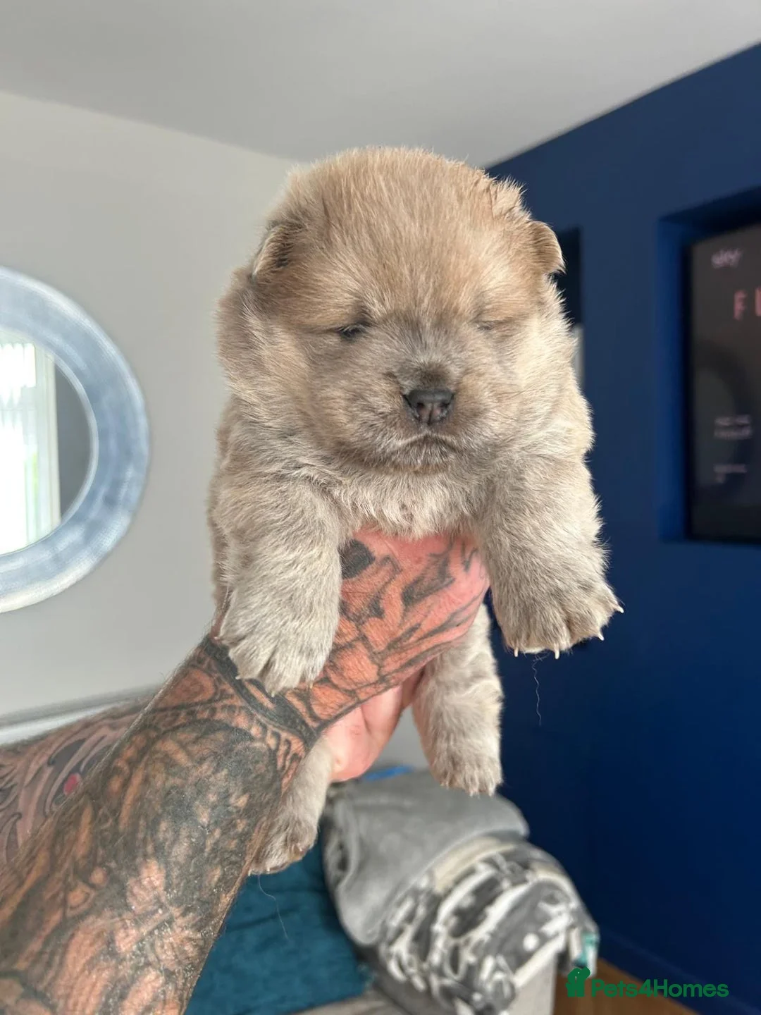 Chow Chow dogs for stud: Sire JIMMY , rainbow producer . in Gloucester - Advert 11