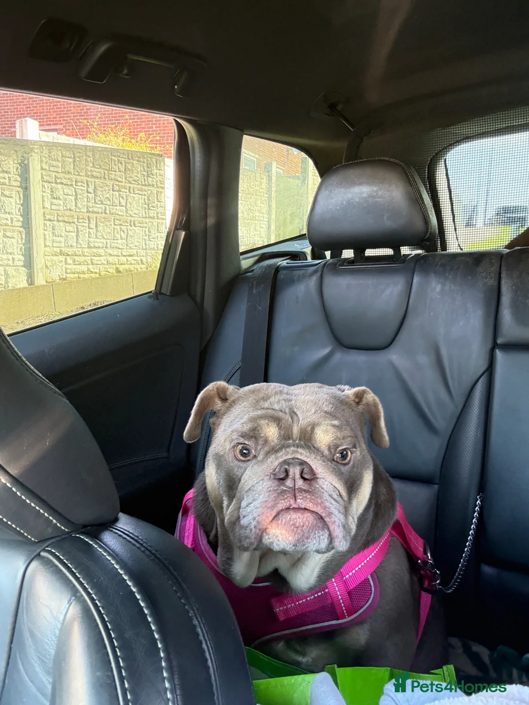 English Bulldog dogs for sale: English bulldog girl 2.5yrs old  - Advert 1