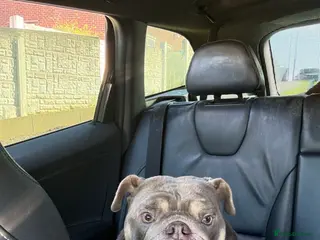 English Bulldog dogs English bulldog girl 2.5yrs old - Advert 1