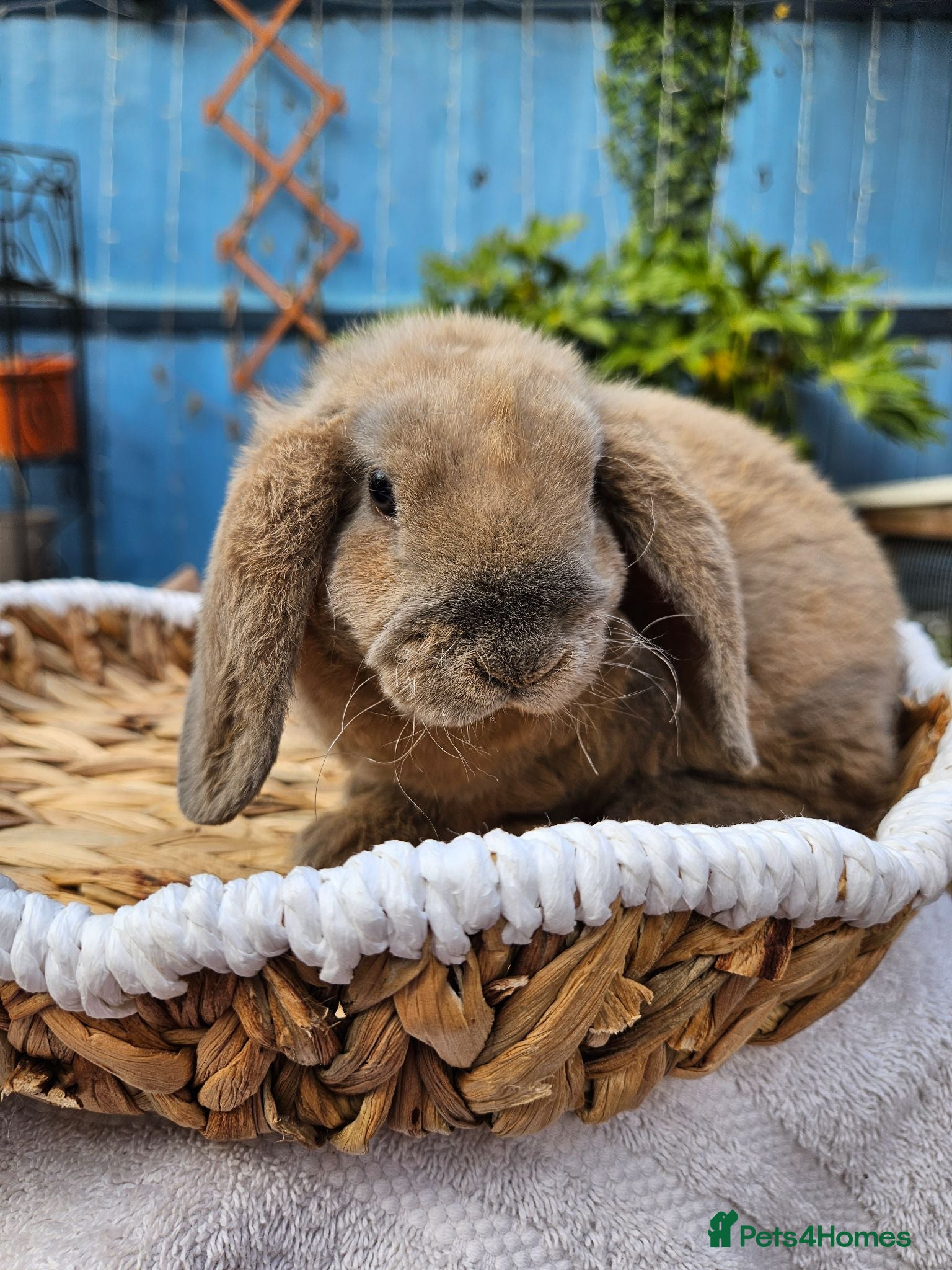 Mini Lop rabbits Purebred Mini Plush Lops- Suffolk - Advert 2