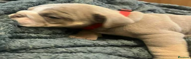 Puppy 12
