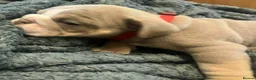 English Bulldog dogs for sale: Rare opportunity- grandpups of Burleybullz Nemesis - Advert 21