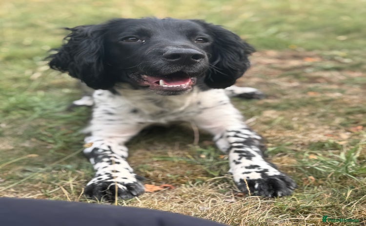 English Springer Spaniel dogs - Advert 5