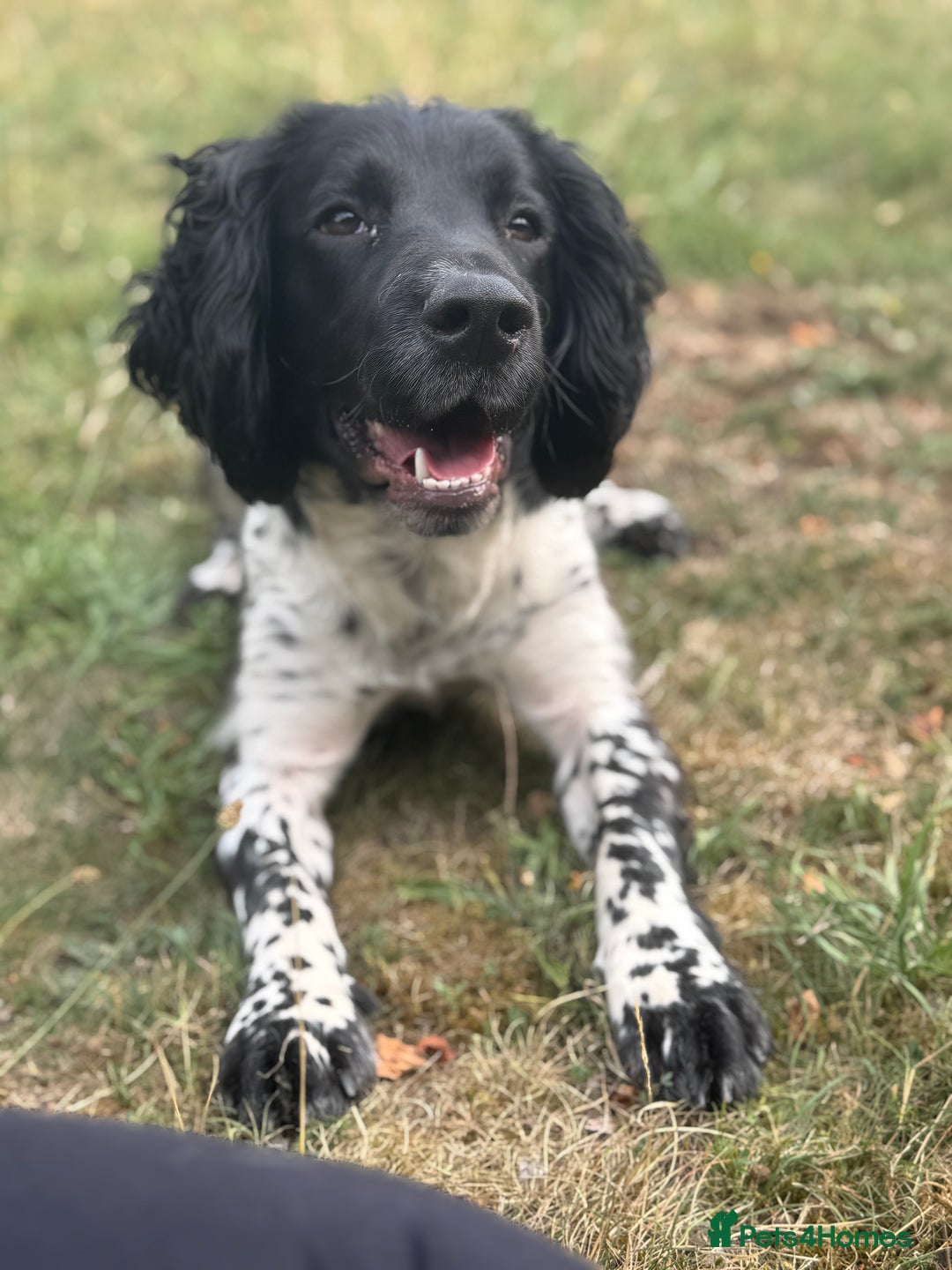English Springer Spaniel dogs for sale: Lovely ESS (AD ON HOLD) - Image 1