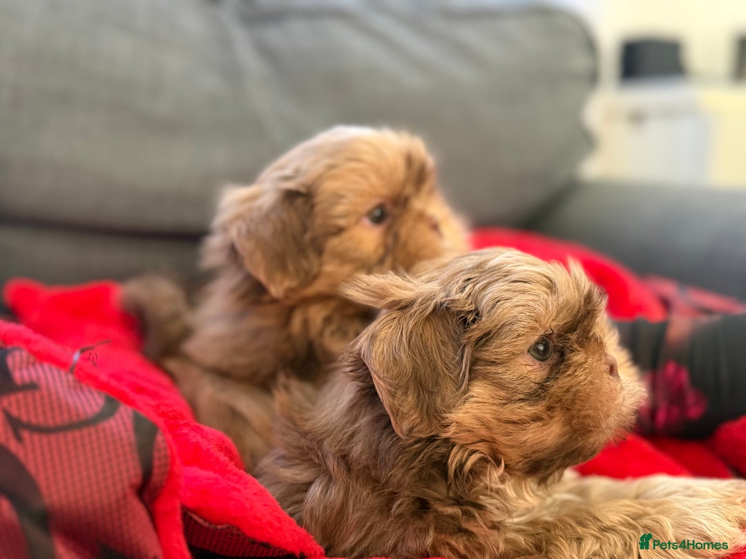 Shih Tzu dogs for sale: Shih Tzu KARASHISHI Line Two Boys Left Green Eyes - Advert 14