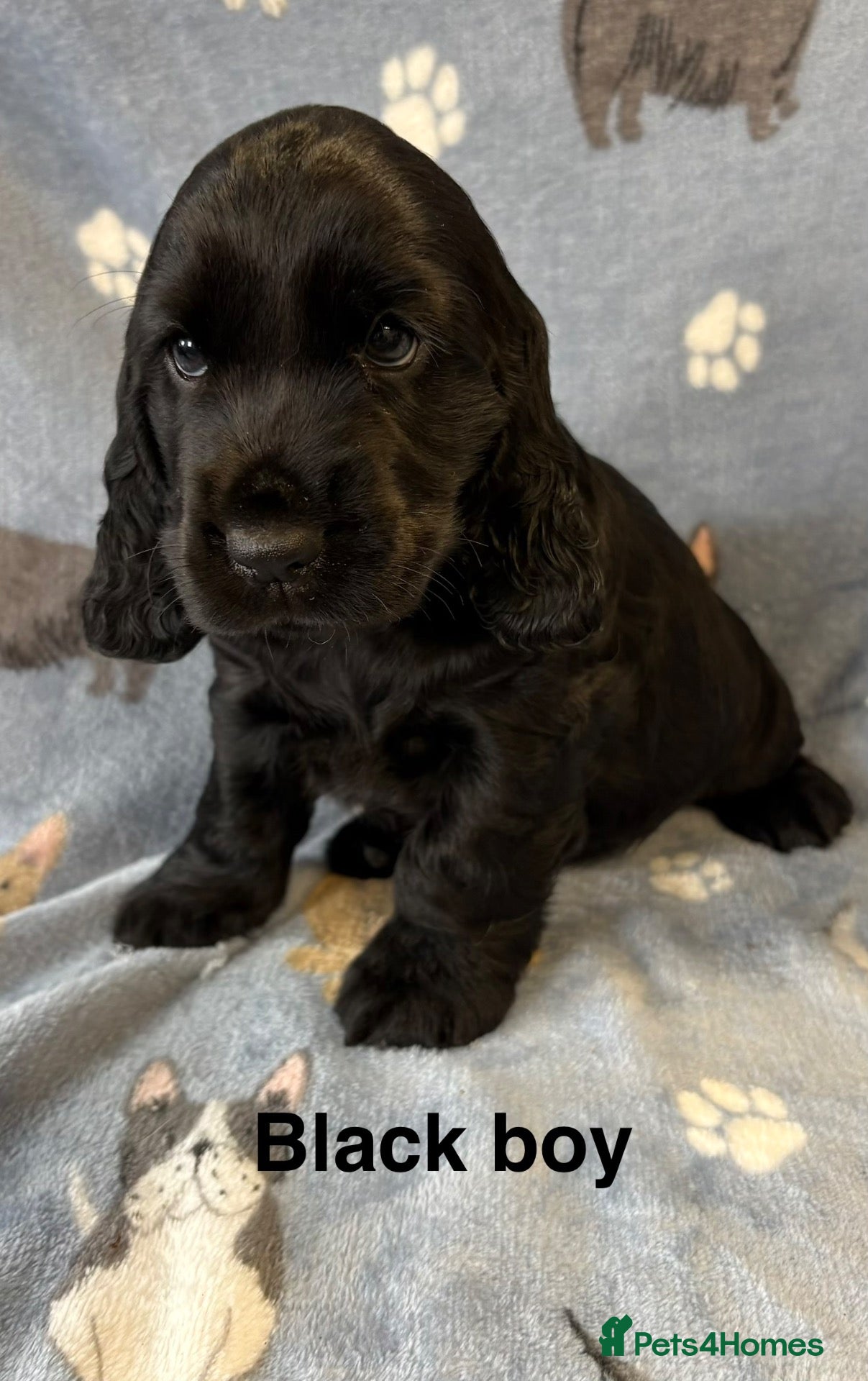 Cocker Spaniel dogs Stunning show type cocker spaniels - Advert 1
