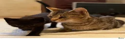 Mixed Breed cats for sale: Stunning part Siamese kittens ready now  - Advert 4