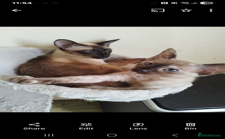 Siamese cats - Advert 1