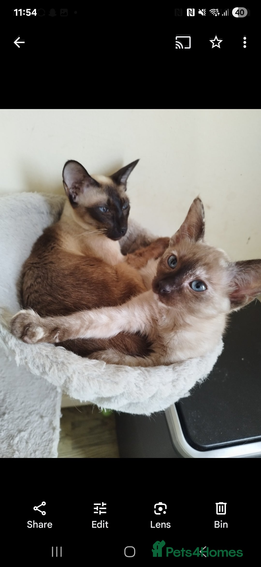 Siamese cats for sale: Siamese Mum with her kitten (girl) - Image 1