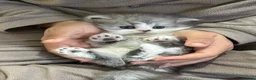 Persian cats for sale: Persian chilchilla & doll face babies  - Advert 9