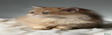 British Longhair 1