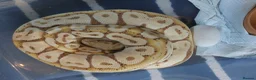 Mixed Breed reptiles for sale: Various royals and other snakes - Advert 2