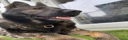 German Shepherd dogs for sale: Rocky - 1 Year Old Male German Shepherd - Advert 7