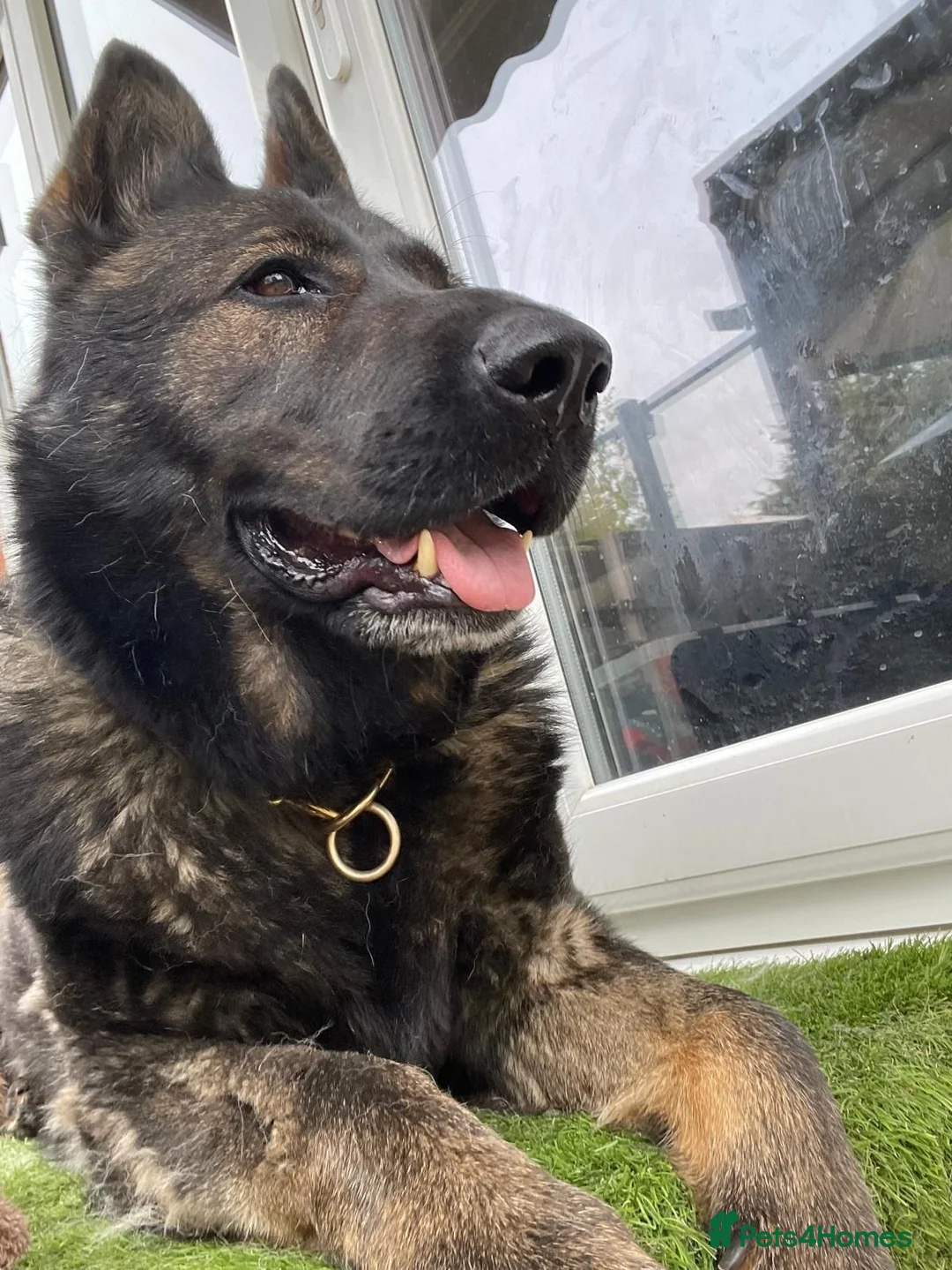 German Shepherd dogs for sale: Rocky - 1 Year Old Male German Shepherd - Advert 7