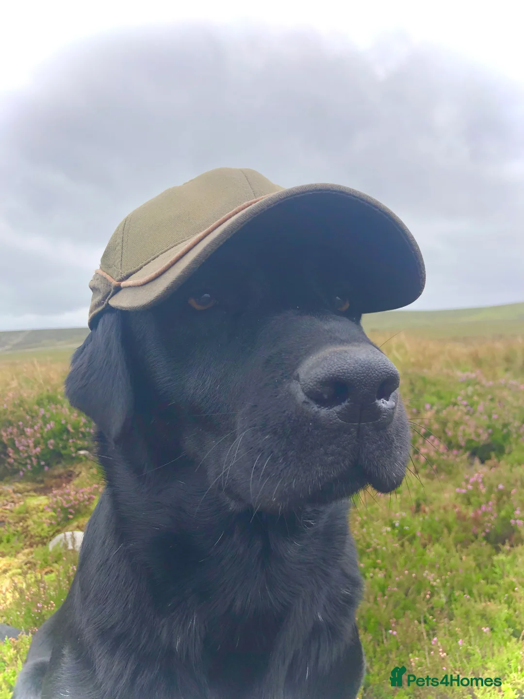 Labrador Retriever dogs for stud: stunning Labrador 0/0 hips 0/0 elbows  - Advert 12