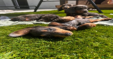 Miniature Dachshund dogs - Advert 2