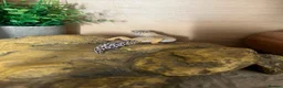 Gecko reptiles for sale: Leopard gecko & setup  - Advert 2