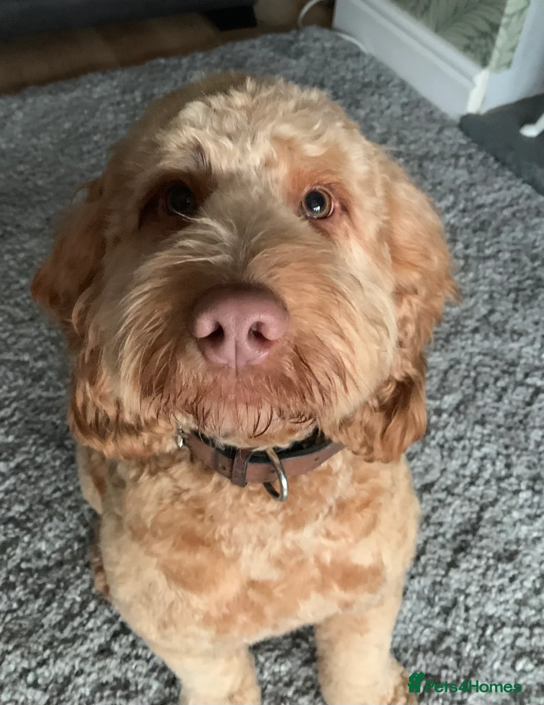 Cockapoo dogs for sale: 3 lovely female Cockerpoos for sale - Advert 1