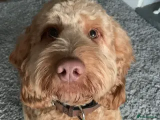 Cockapoo dogs 3 lovely female Cockerpoos for sale - Advert 1