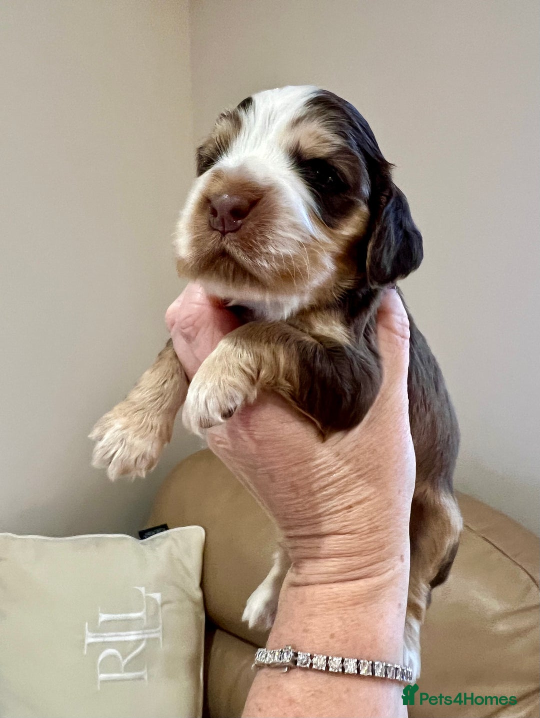 Cocker Spaniel dogs for sale: 4⭐️Licensed KC Reg English Show Cocker Spaniel - Image 2
