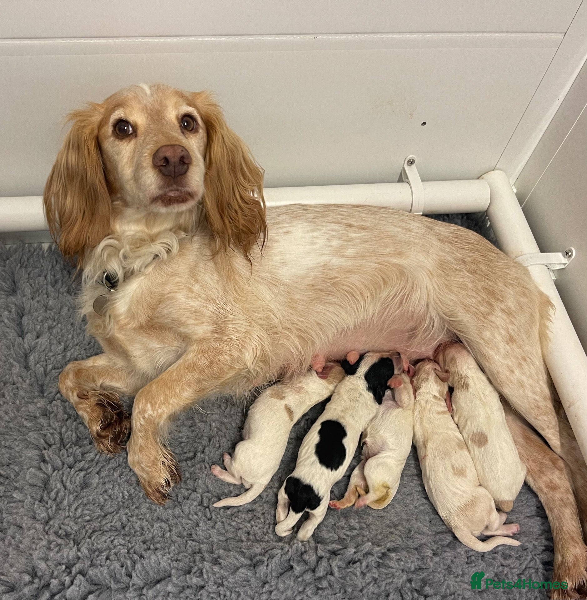 Cocker Spaniel dogs Working cocker spaniel puppies have arrived - Advert 1