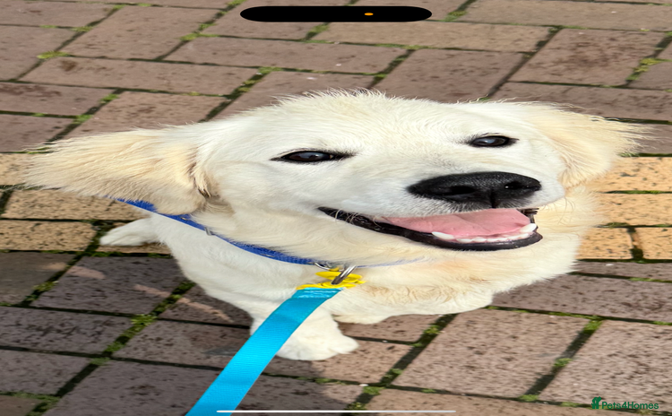 Golden Retriever dogs - Advert 11