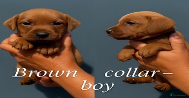 Labrador Retriever dogs - Advert 1