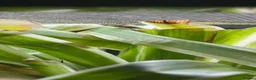 Gecko reptiles for sale: Mourning Gecko Colony - Full Setup in Warwick - Advert 4