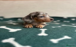 Miniature Dachshund dogs for sale: ***long haired mini dachshunds **** - Image 24