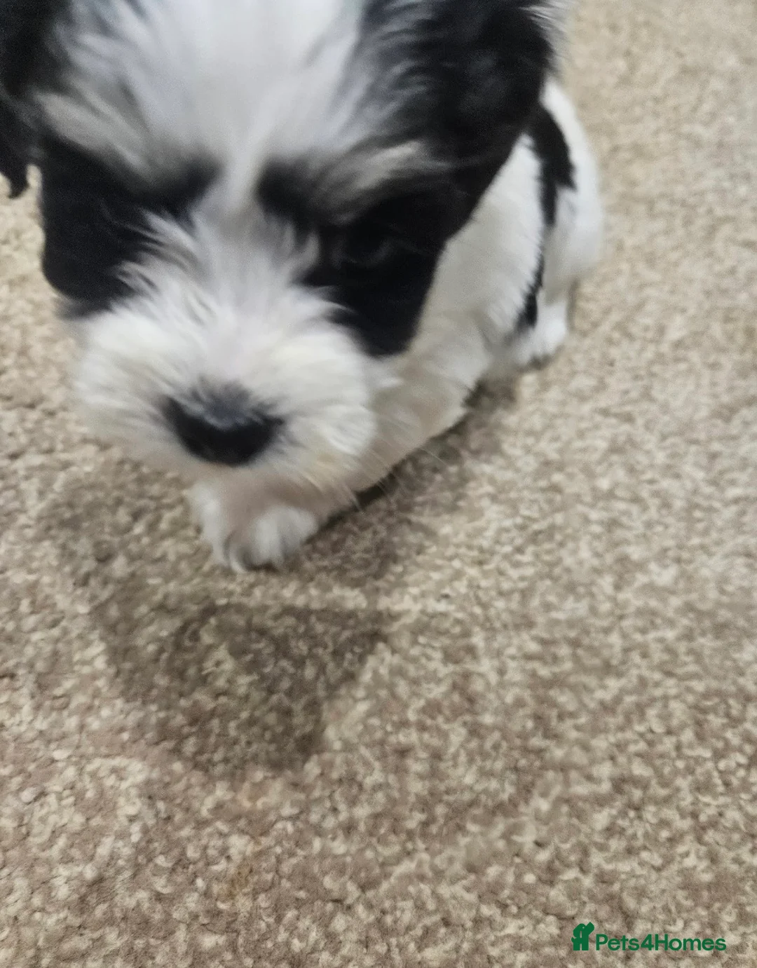 Yorkshire Terrier dogs for sale: RARE PARTI YORKSHIRE TERRIER  in Dunfermline - Advert 5