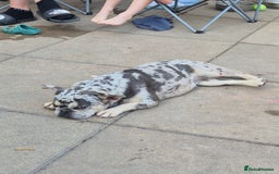 French Bulldog dogs for sale: Female merle french bulldog - Image 4