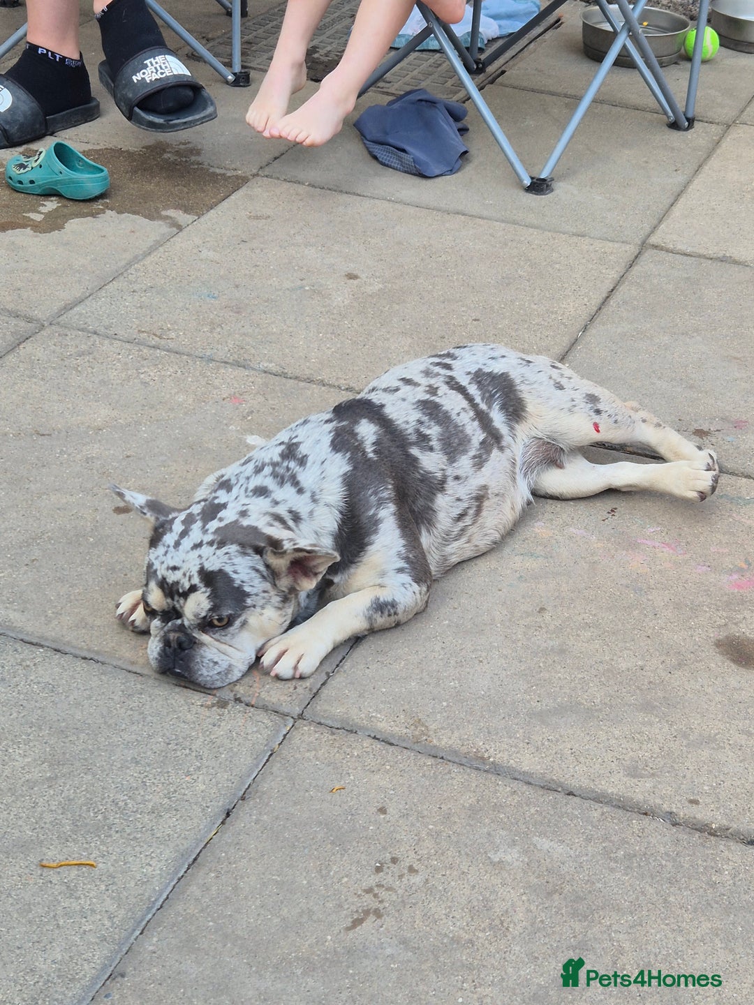 French Bulldog dogs for sale: Female merle french bulldog - Image 4