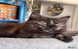 Mixed Breed cats for sale: Ragdoll and Maine Coon crossed  - Image 28