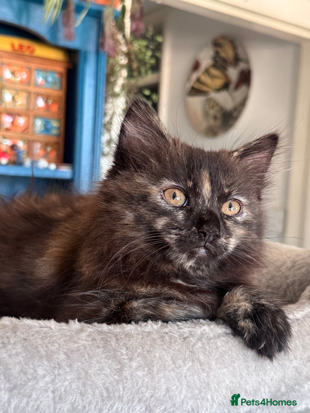Mixed Breed cats for sale: Ragdoll and Maine Coon crossed  - Image 28